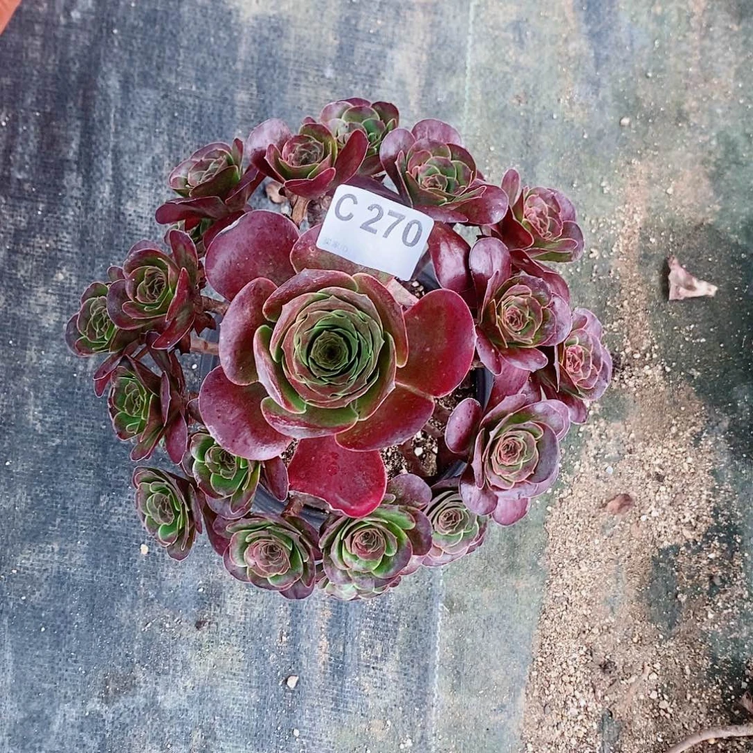 魅金玫瑰270多肉11111