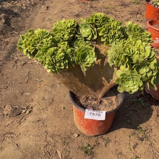 7576，绿羊绒缀包邮