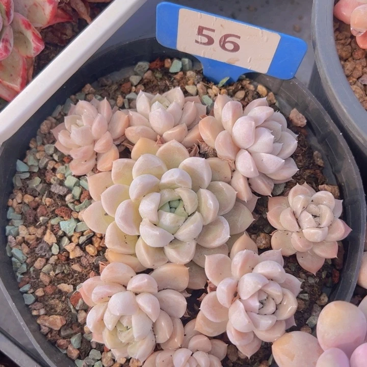 健健康康平平安安