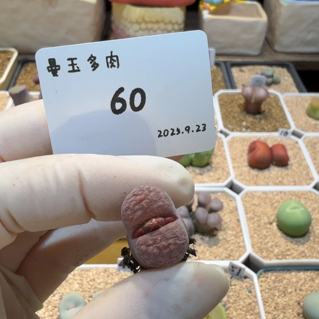 S****多肉多肉多肉9.23-060 火大1808.4