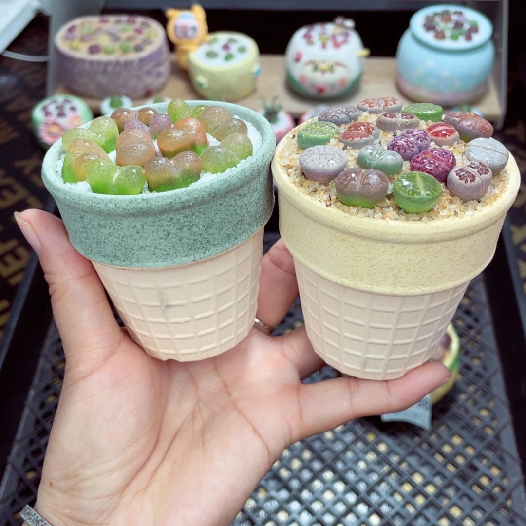 w3796 带盆土发货一物一拍