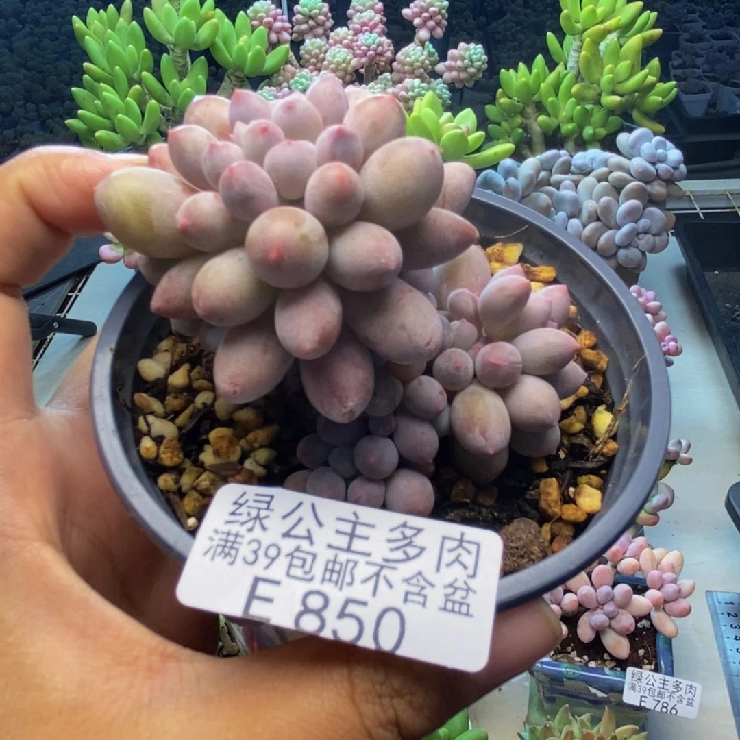 850香水手指奶多肉7c m