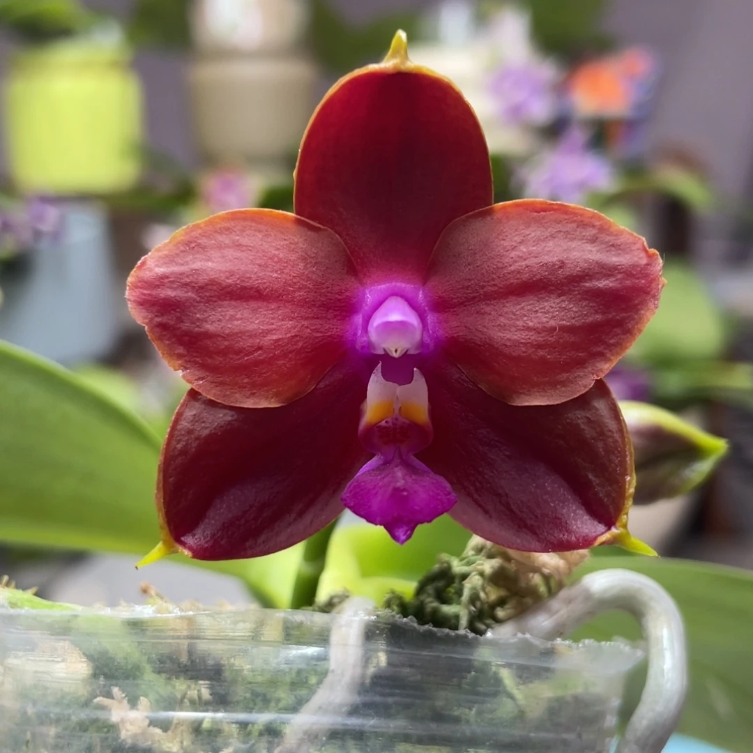 完全开放盲盒，2.5杯开花株