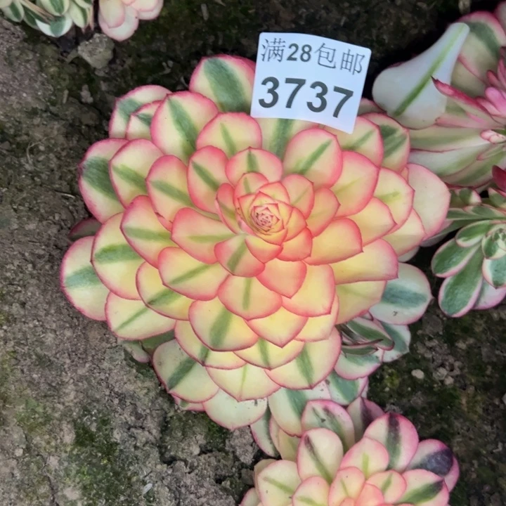 3737南荔枝多肉植物