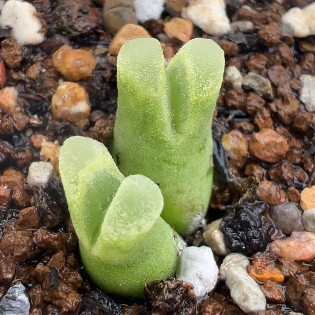 256多肉植物种类多样