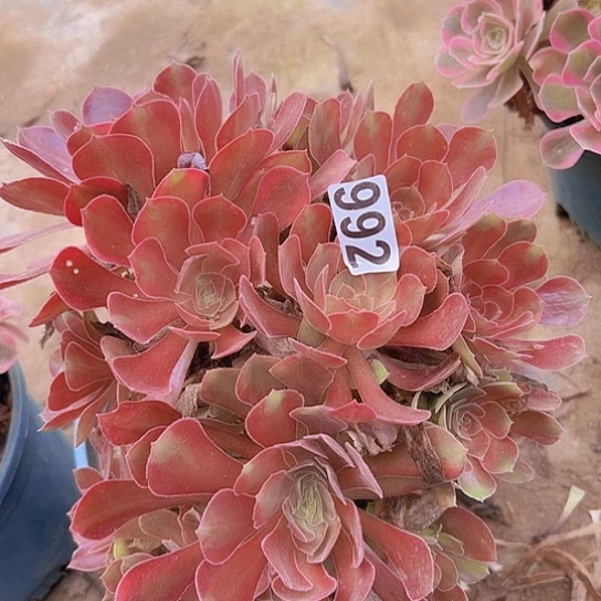 艾***姐多肉植物一个雅典那