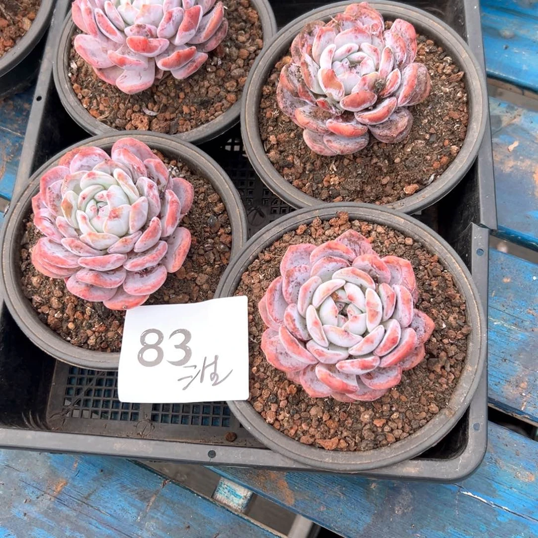 三****）83-¥，号彼此彼此吧吧吧