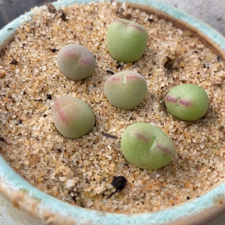 1527桃割娘杂交一颗