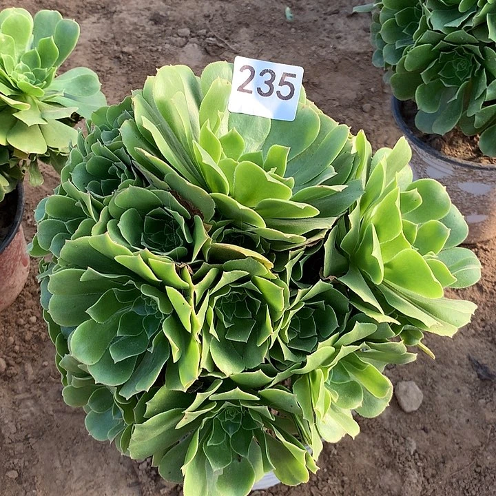 无花朵235路羊绒北