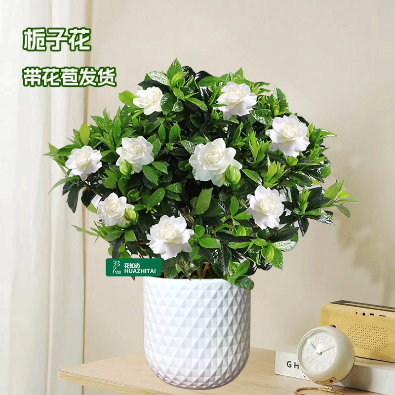 【栀子花】盆栽花卉植物可开花内外阳台绿植浓香型好养白色系花