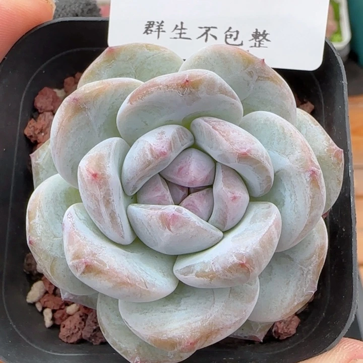 星影星影0604-200