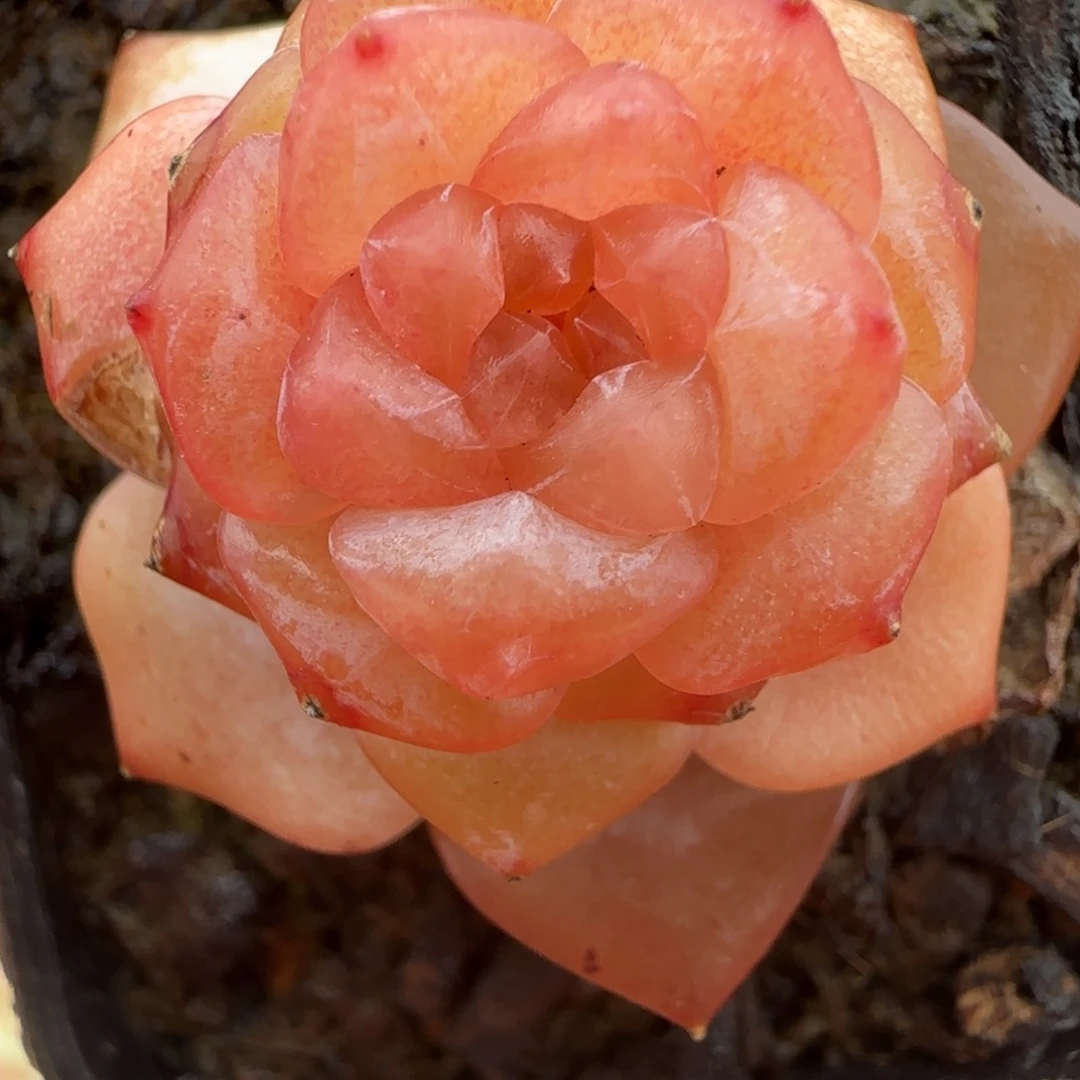 三年老桩糖心多肉