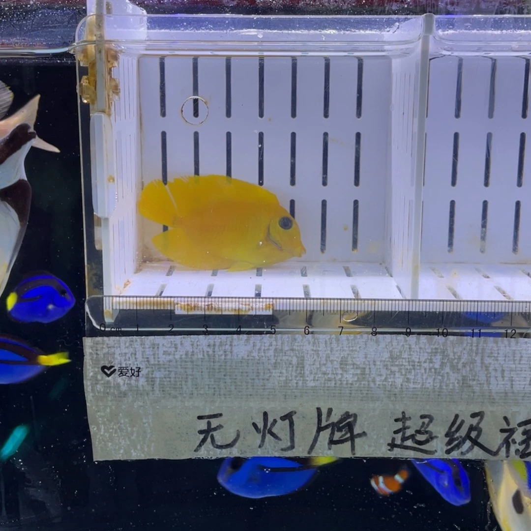 海水鱼黄吊一条111