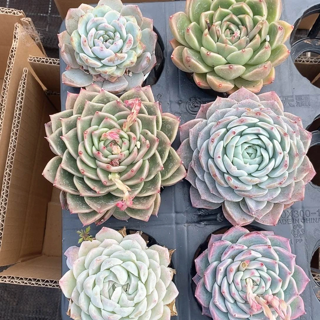 超大单头肉嘟嘟 6437