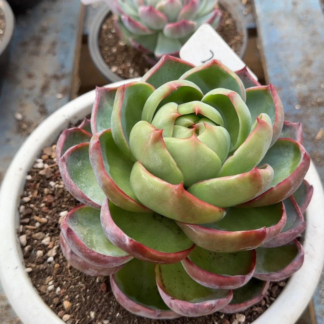 惊鸿一物一拍包装收缩花旱223