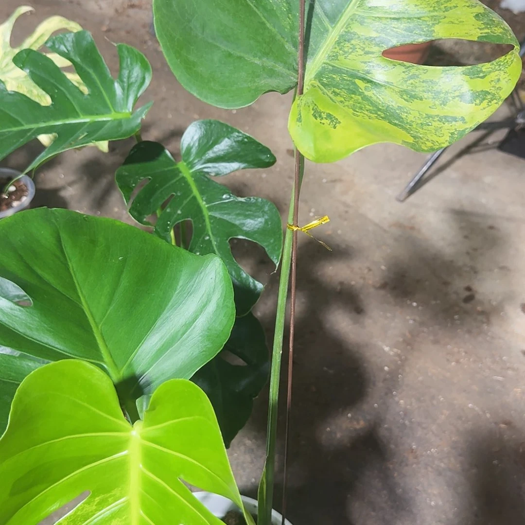 无花朵张*硒龟背竹植物一物一拍