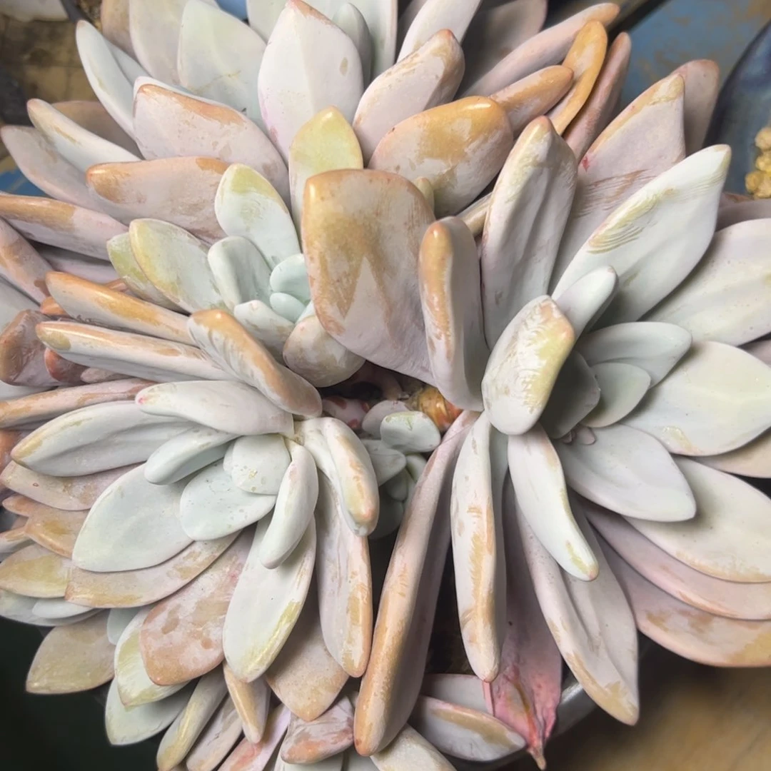 粉兔群生，一物一拍