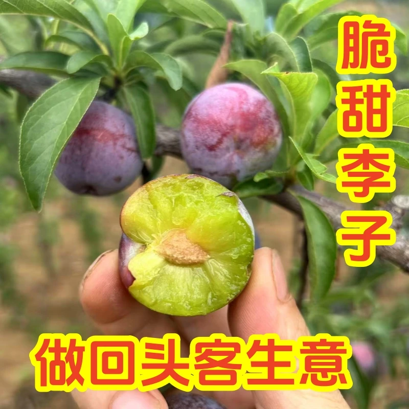 山地采摘五月脆李子凤凰李新鲜水果脆甜李子脱骨李子