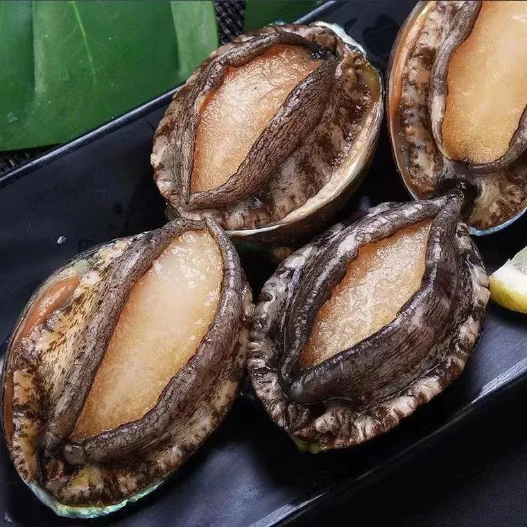 鲍鱼肉 九孔鲍鱼手剥纯肉18-20颗左右 鲜冻 连云港发货