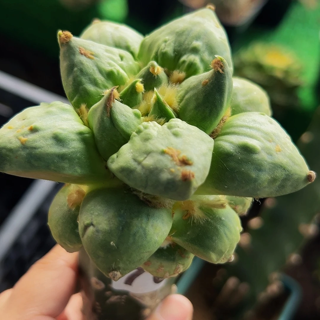 无花朵福利勾尤龙芽牡丹700