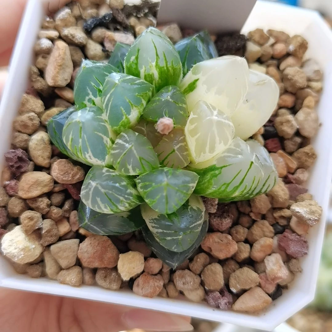 19号玉露锦一物一拍带盆土发货