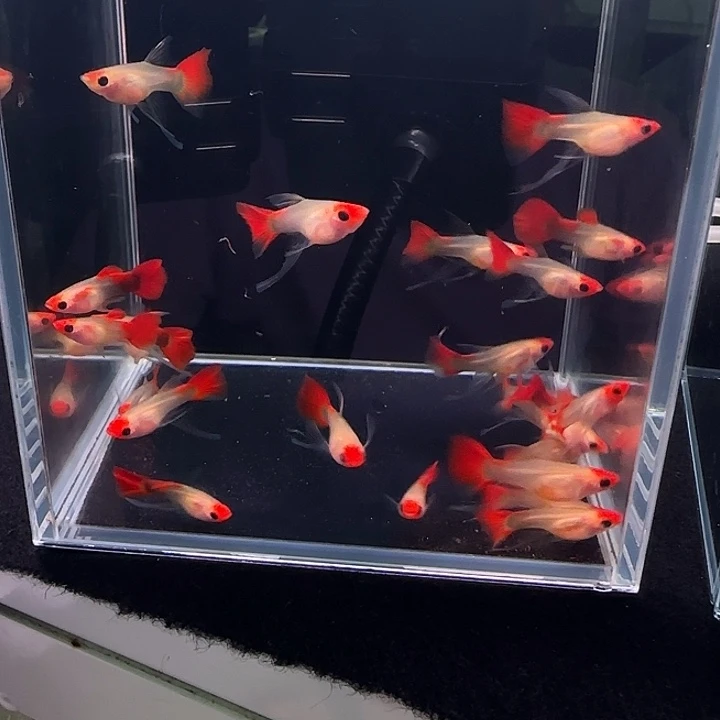 孔雀鱼红头玻璃猫大cf1 2条