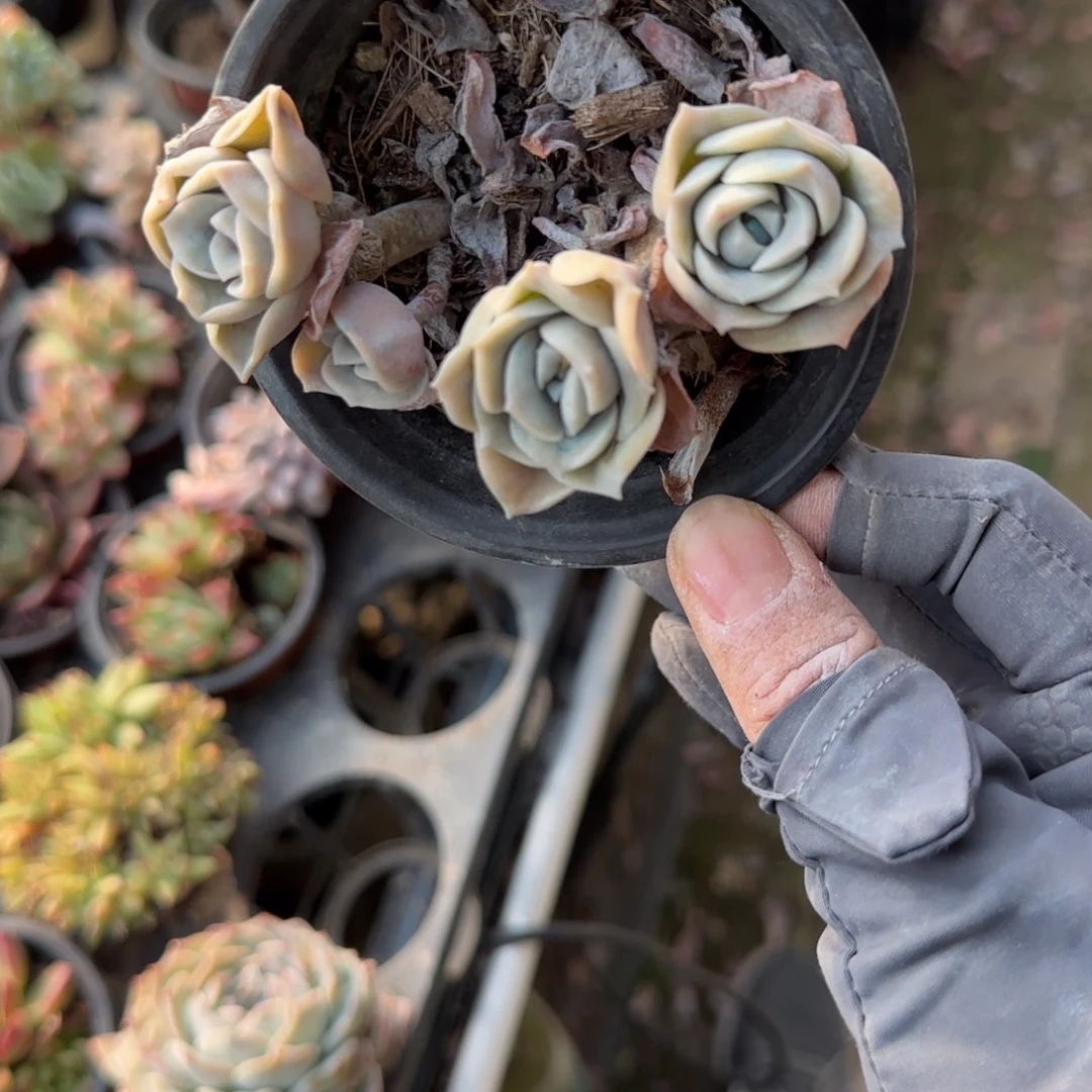 摆****无花朵90小玫瑰小