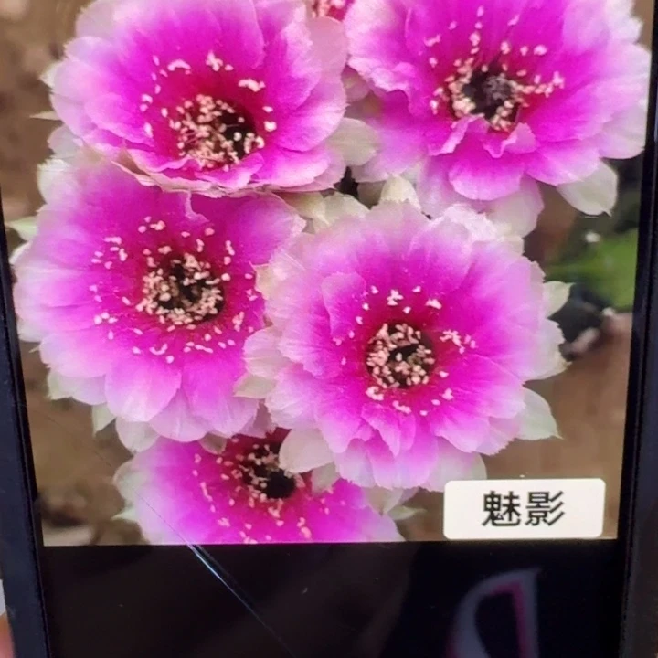 329丽花魅影歪3公分左右无根侧牙，20包邮