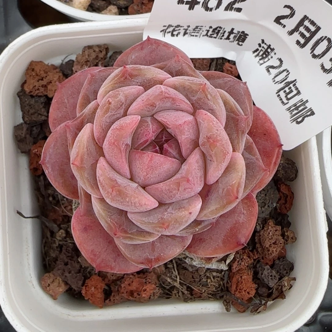 花语逸镜0203-482