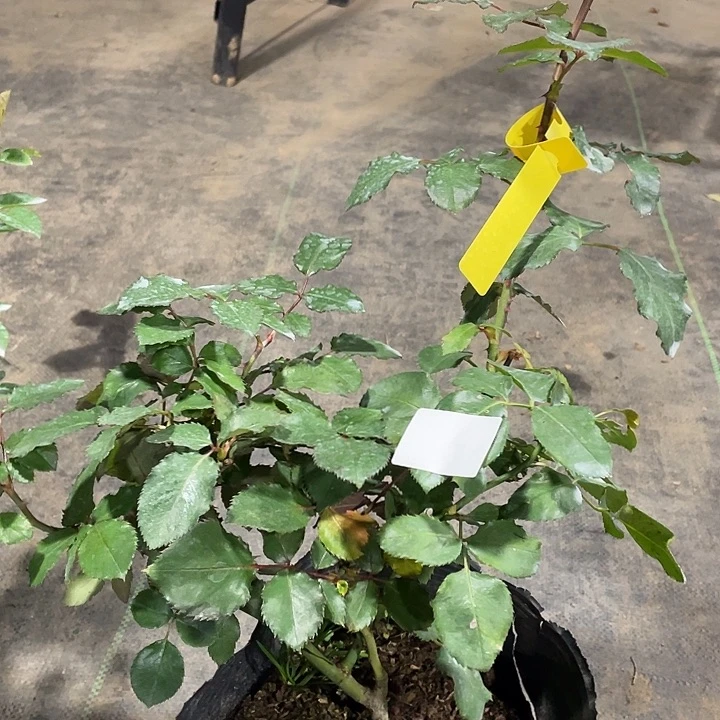 少量花朵（建议范围：2朵-5朵 或40%以下）51辛古塔