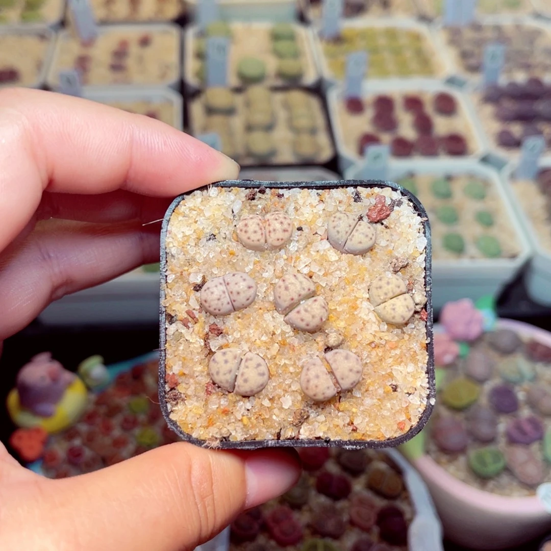 42号daipenbaoyoufahuo