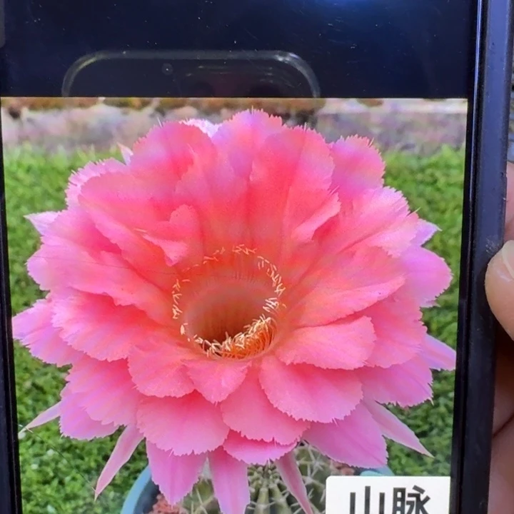 353彩草山脉歪4公分左右无根侧牙，20包邮