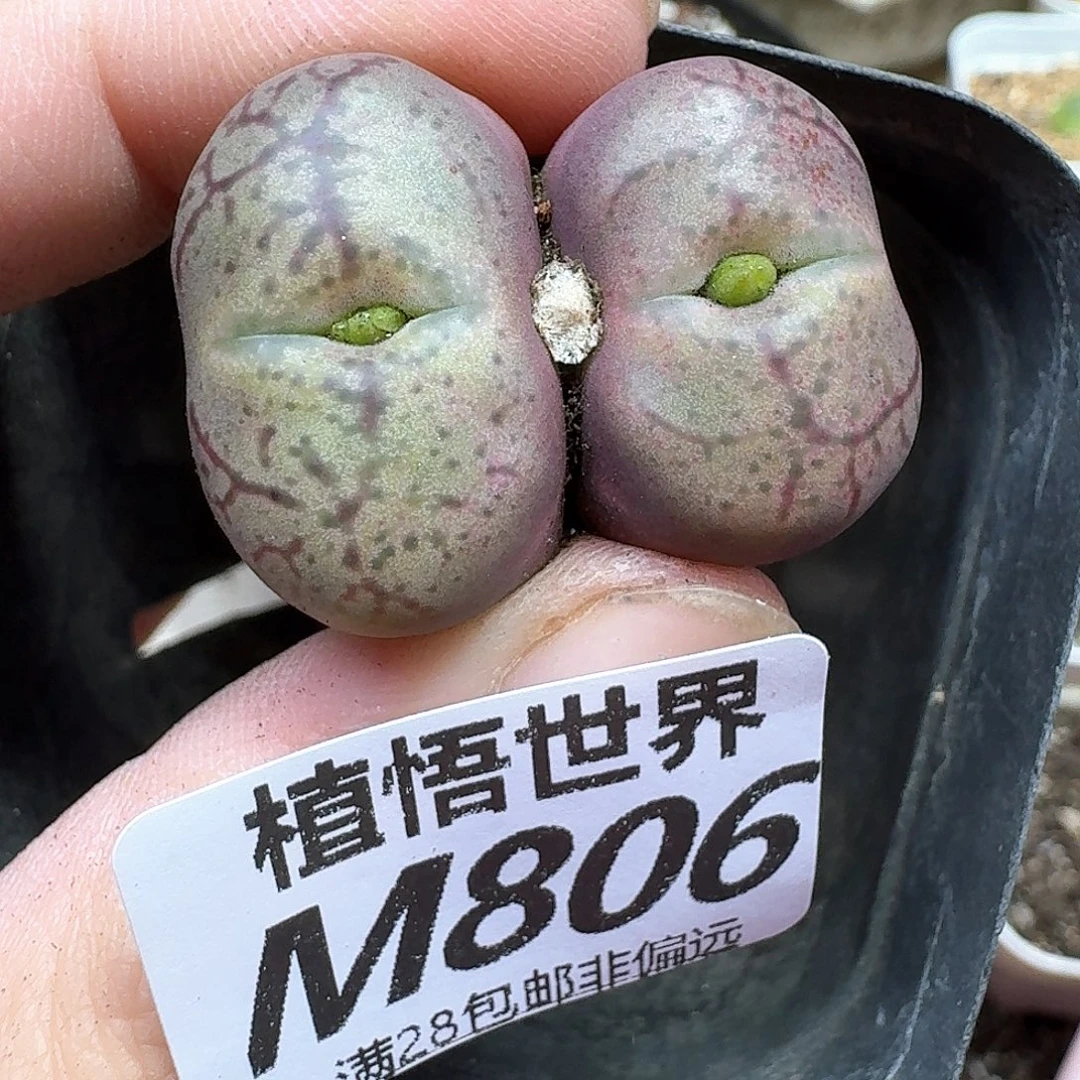 多肉植物的润泽地方