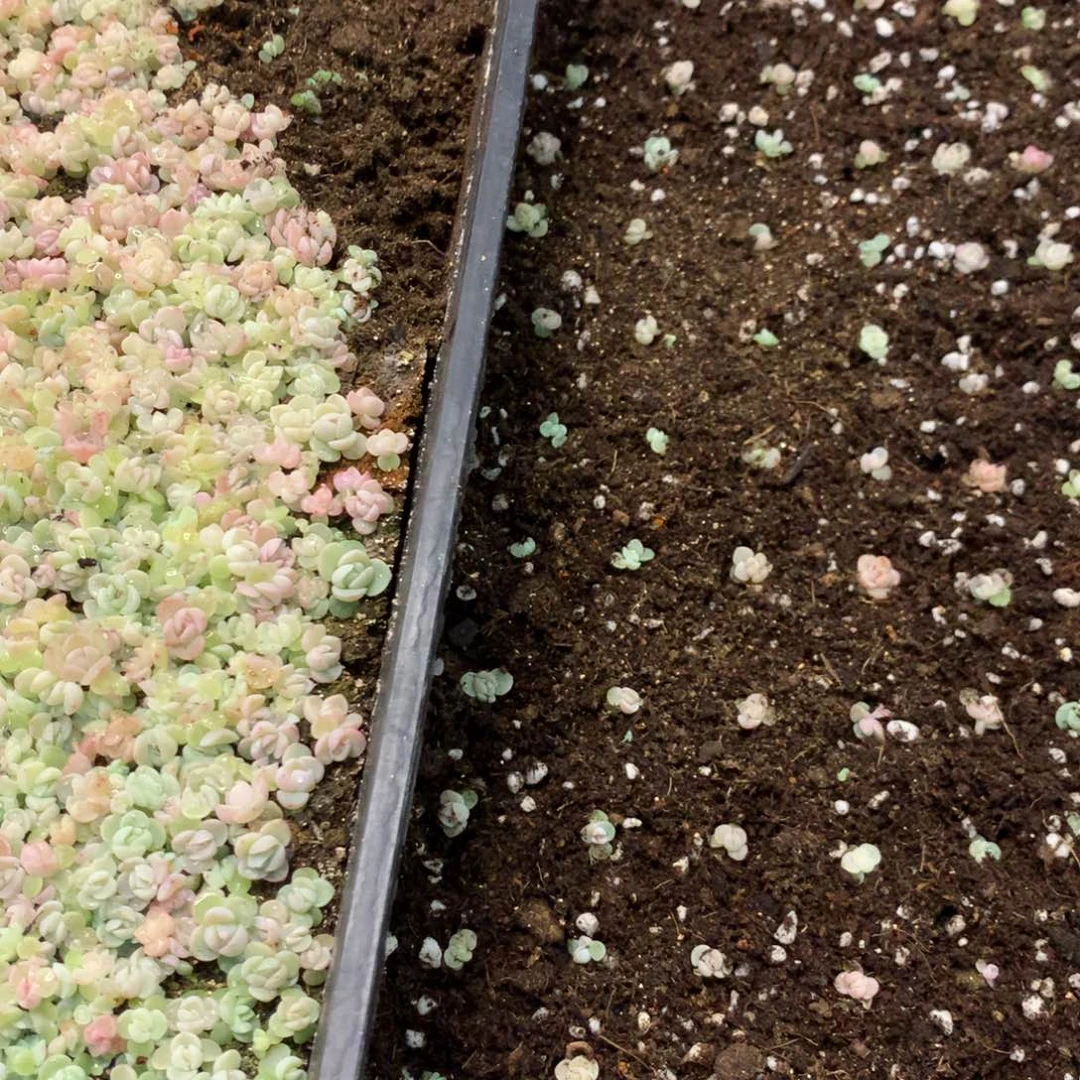 糖心珍妮播种切糕24年所有品种混合