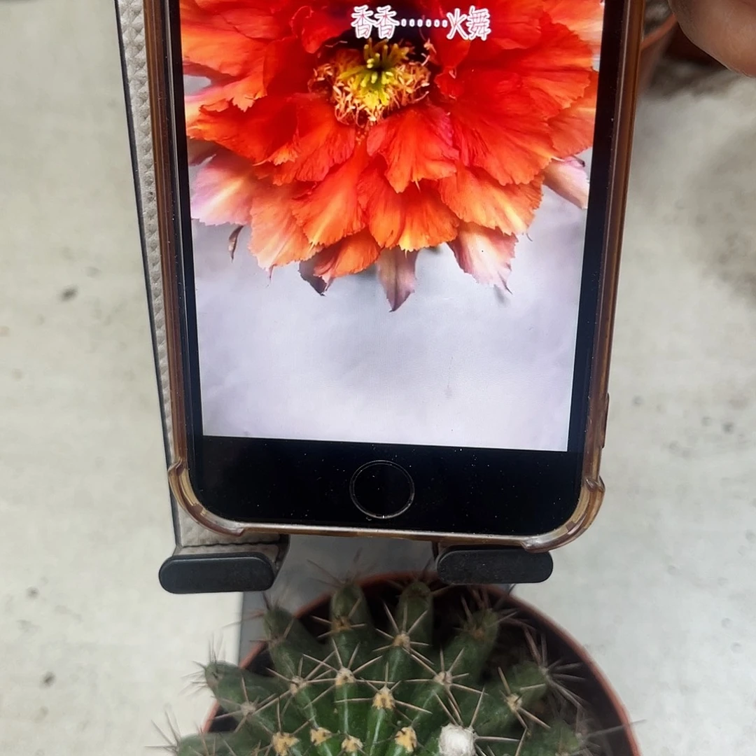 彩草火舞7公分左右