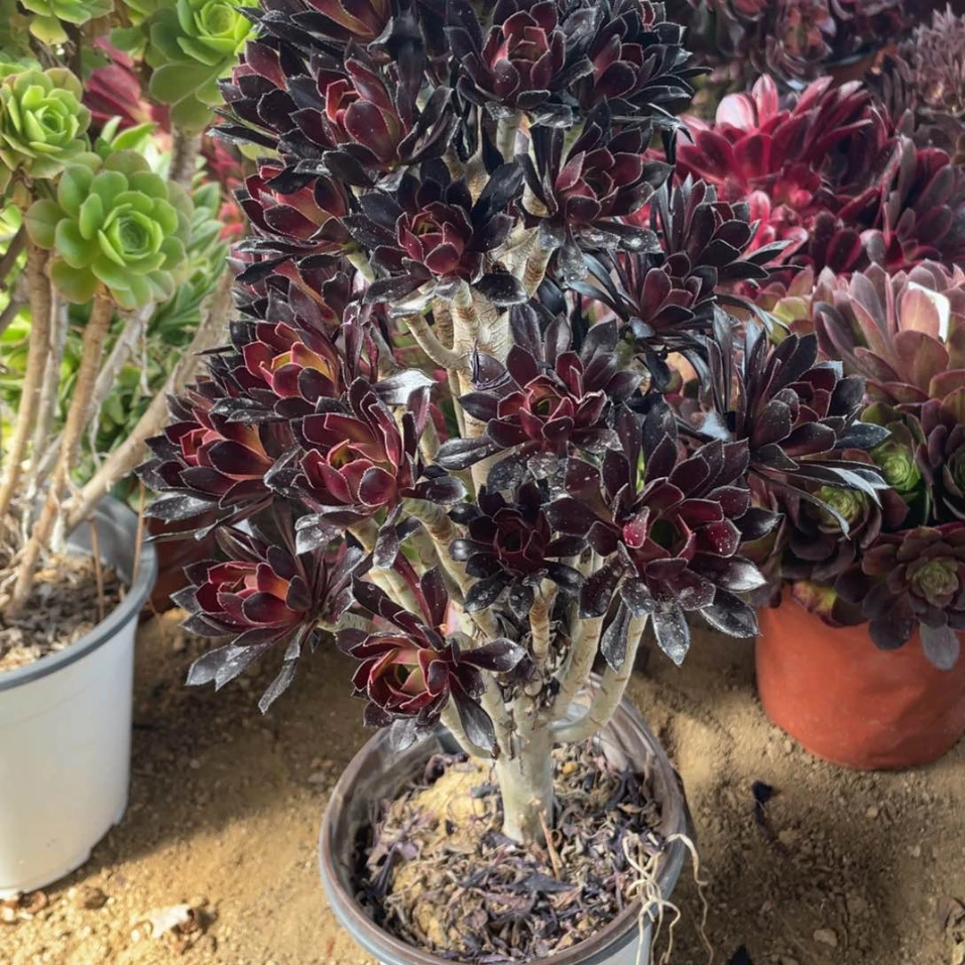 122黑法师多肉法师断枝不包