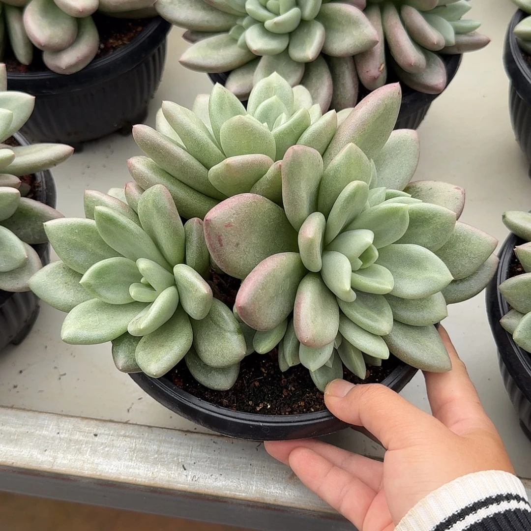 艾尔琴斯整无砍群生
