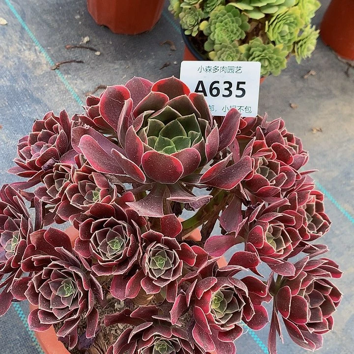 G****】635金丝雀不包生死