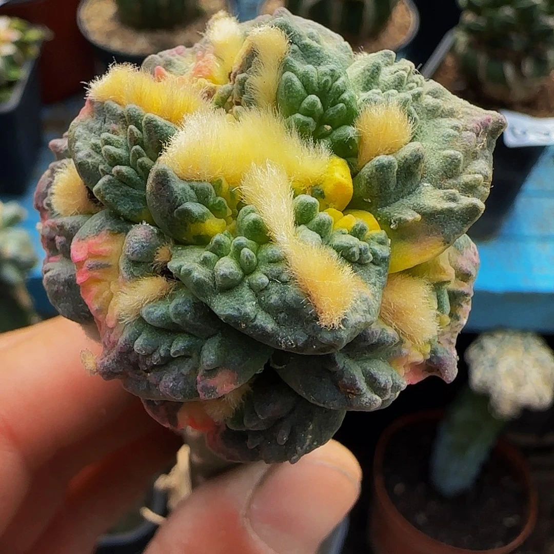 钩尤龟甲锦662。