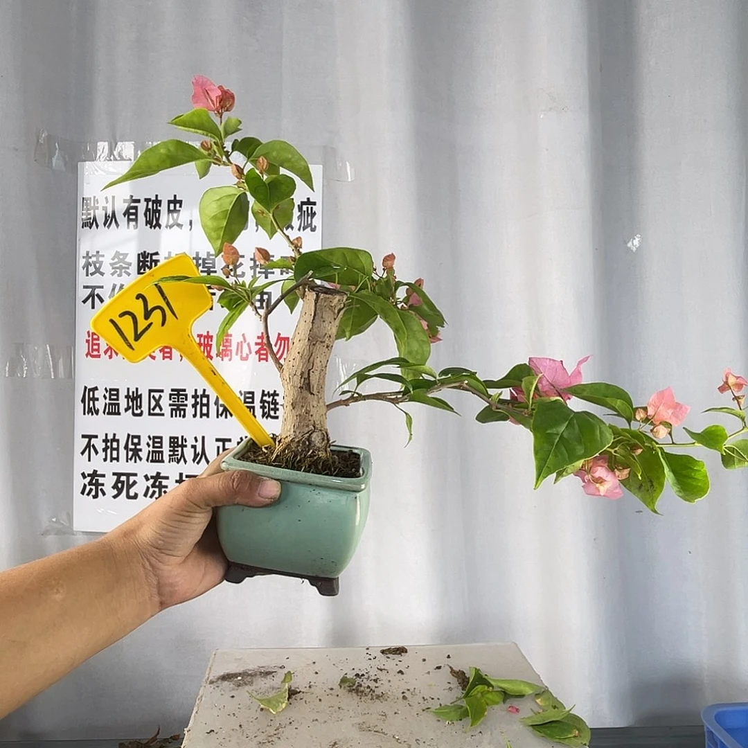 大部分花苞少量开放1231橙粉公主掌中宝