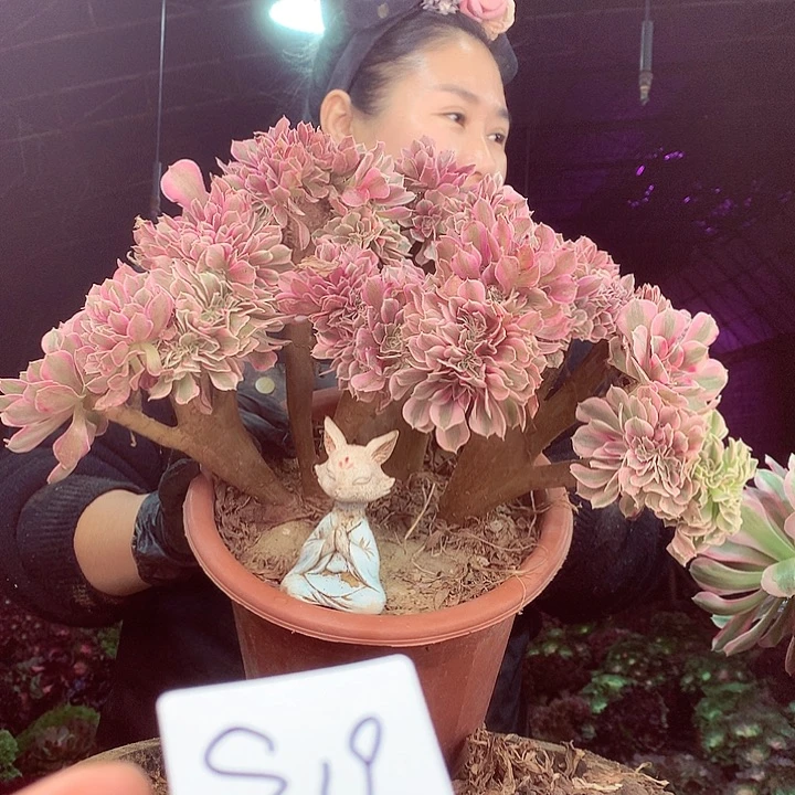 柒柒精品多肉脱土发货不包断侧枝S19