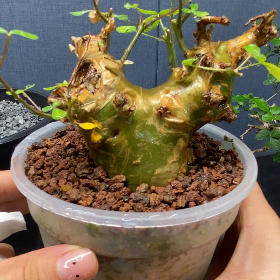 安哥拉绿皮没药产地熟桩