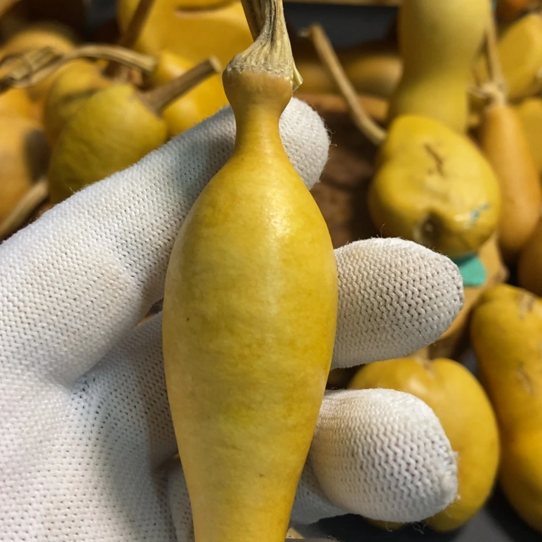 白*哥葫芦葫芦真的