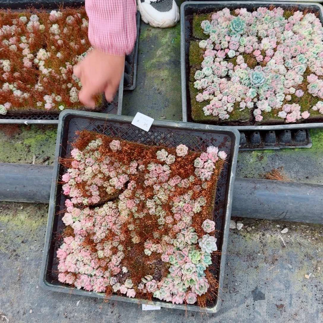 冰*茶多肉杂交爱奥一物一拍4-26