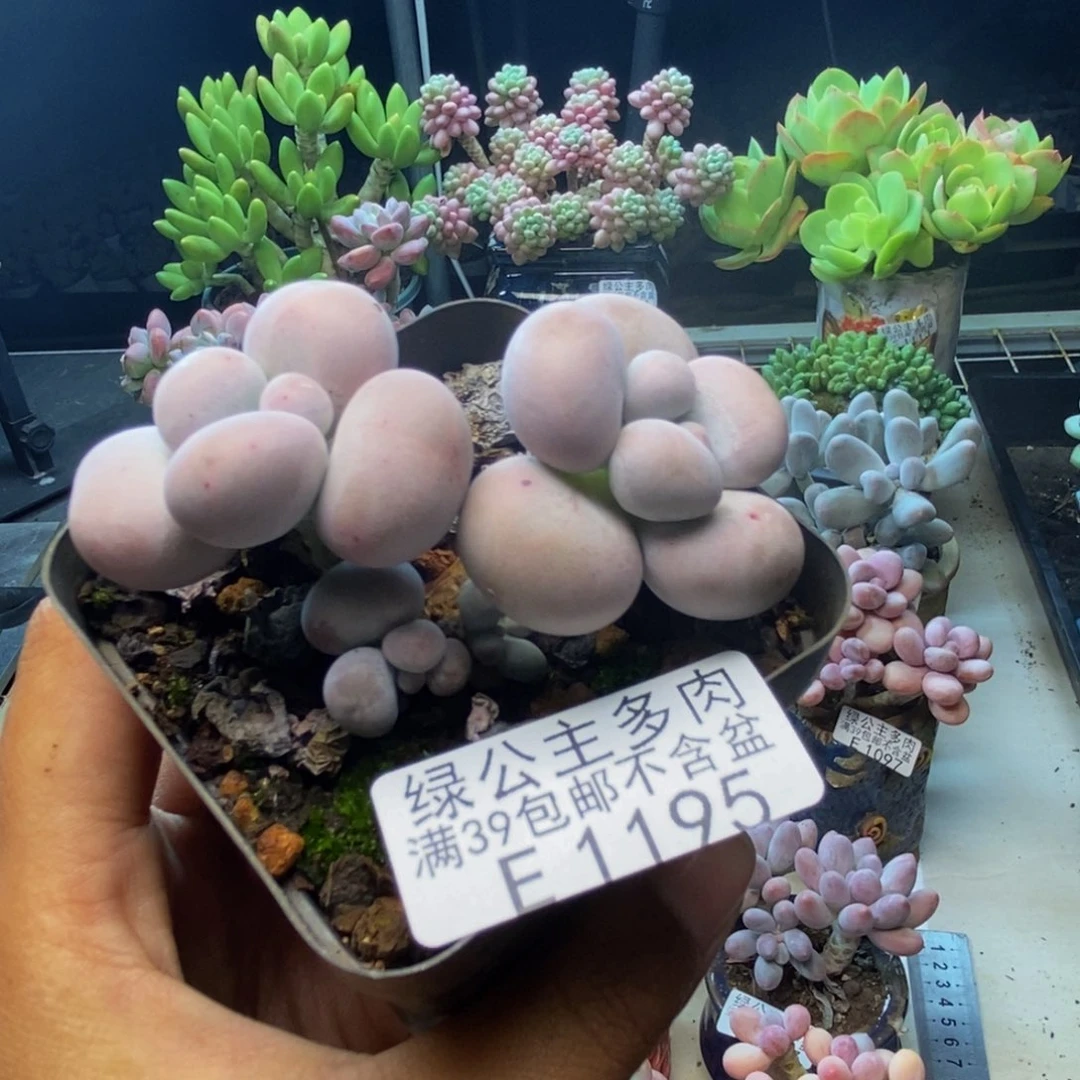 195芭比奶多肉6c m