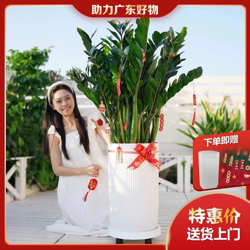 30苗起！包邮1.2米-1.5米【落地款】超大巨无霸金钱树客厅办公室植物