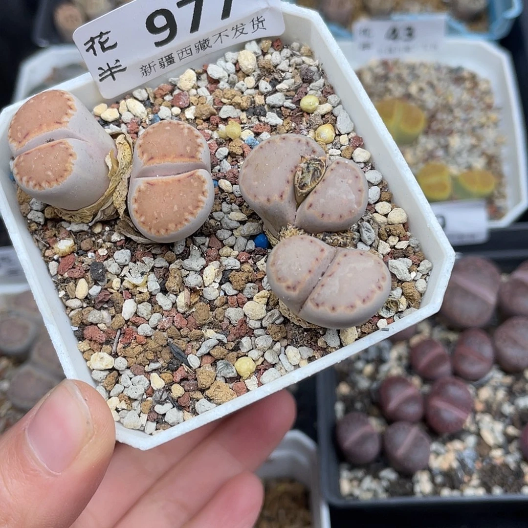 977000000花花花花花花花花他