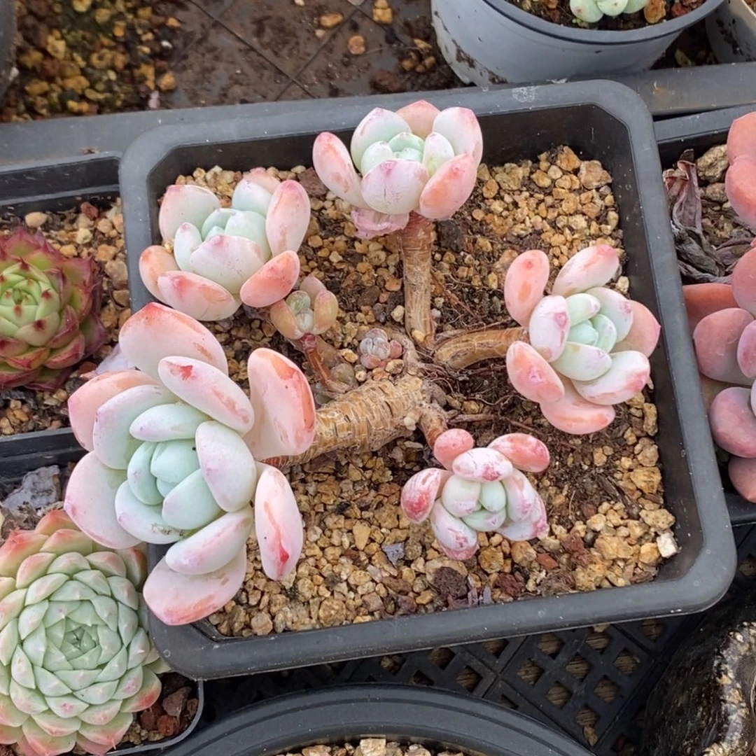 冷香老桩群无砍一物一拍