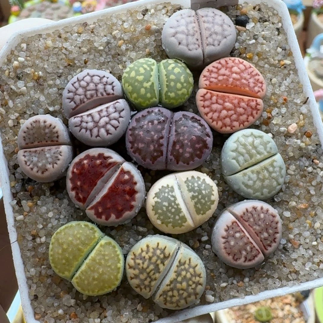 1207-06网文寿丽彩套