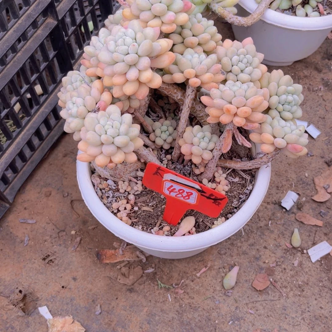 一**一洛可可488多肉植物